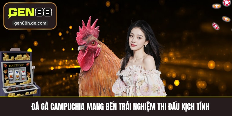 Đá gà Campuchia mang đến trải nghiệm thi đấu kịch tính