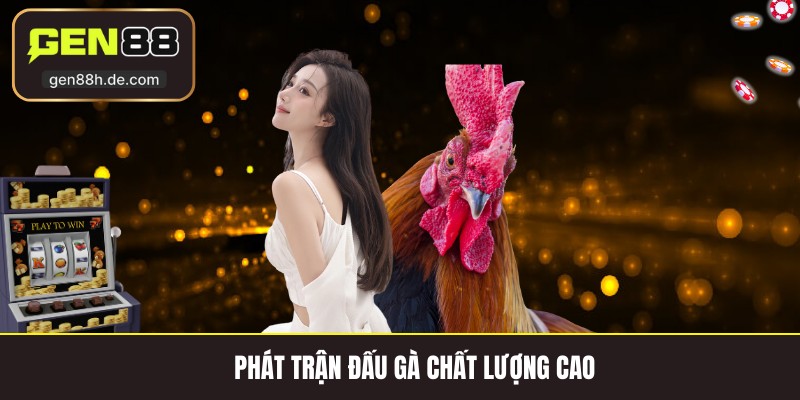 Phát trận đấu gà chất lượng cao